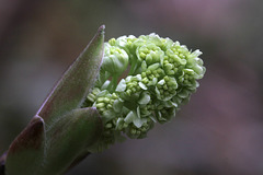 Big-leaf Maple Flowers