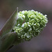 Big-leaf Maple Flowers