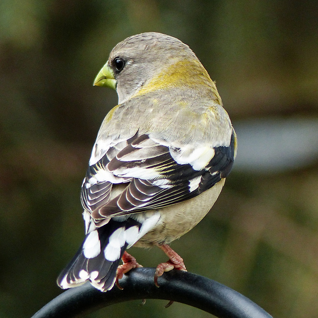 Evening Grosbeak female