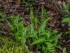 Liparis loeselii (Loesel's Twayblade orchid)