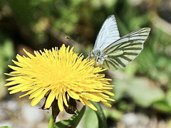 Rapsweißling auf einer Löwenzahnblüte