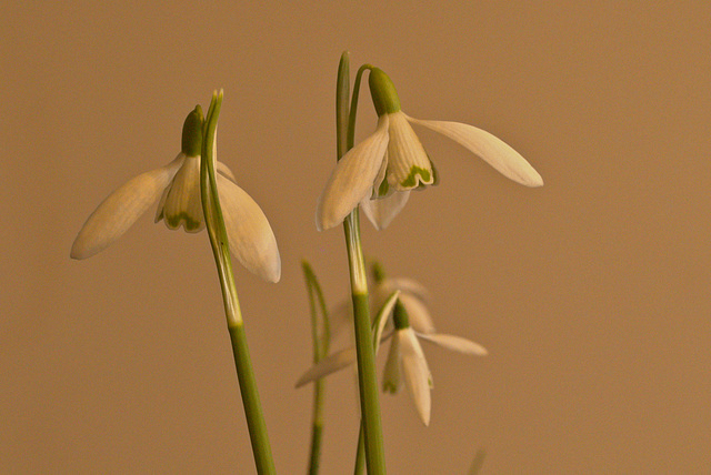 EF7A0982Snowdrop