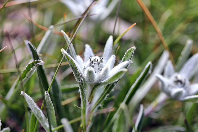 Edelweiss