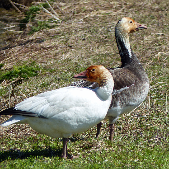 Day 12, Snow Geese (one a Blue morph), Cap Tourmente