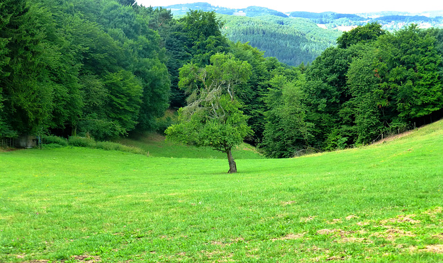 DE - Altenahr - Gottfried Kinkel Trail