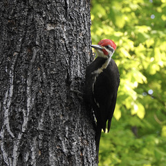 Pileated Woodpecker