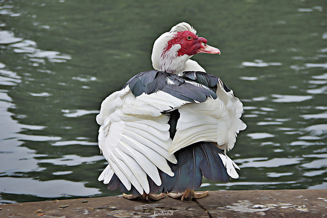 Muscovy Duck   /   July 2018