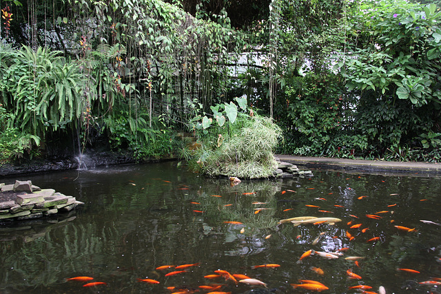 Roath Park Conservatory