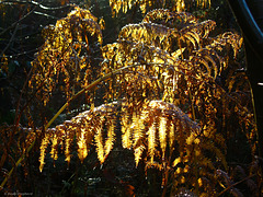 Golden Ferns