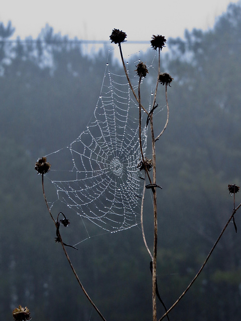 Dew on spider web