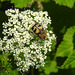 20210627 1173CPw [D~LIP] Möhre (Daucus carota), Pinselkäfer (Trichius fasciatus), Bad Salzuflen