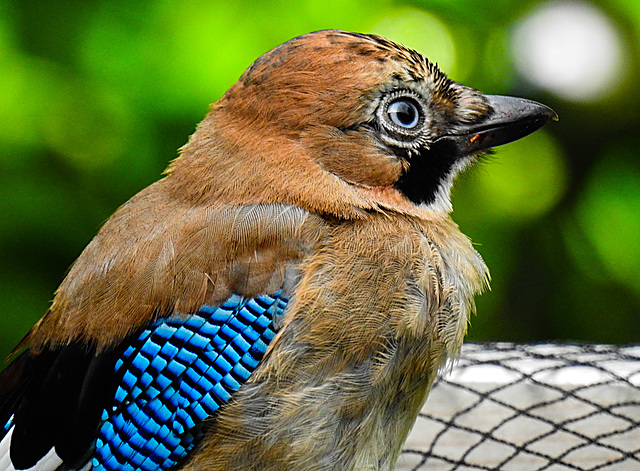 20210705 1320CPw [D~LIP] Eichelhäher (Garrulus glandarius), Bad Salzuflen