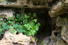 Life will find a way at Croome Park