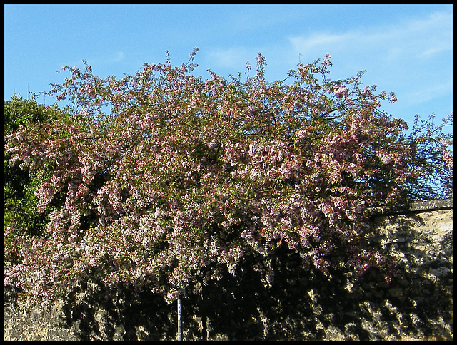 fading blossom on the wall