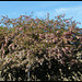 fading blossom on the wall