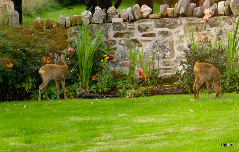 So now we know who is eating the plants in the garden!