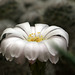 Acanthocalycium spiniflorum