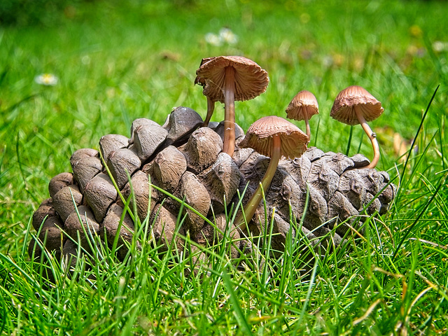 Pine Cone with Mushroom Lodgers