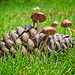 Pine Cone with Mushroom Lodgers