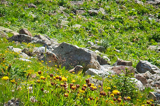 Welcome By A Marmot (1)