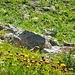 Welcome By A Marmot (1)