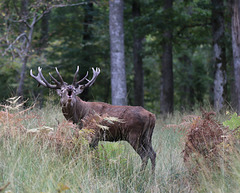 dans un mois , leur brame resonnera dans la forêt ......