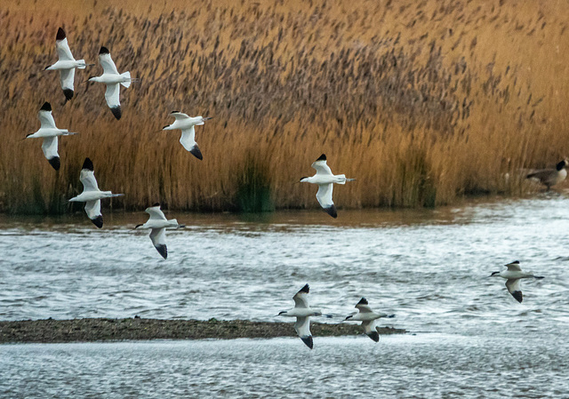 Avocets arriving