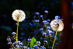 5D3 0125-FHD