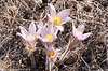 crocus buddies