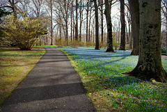 Nature's Blue Carpet