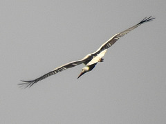 20170409 0420CPw [D~PB] Weißstorch (Ciconia ciconia), Steinhorster Becken, Delbrück