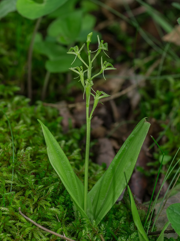 Liparis loeselii (Loesel's Twayblade orchid)