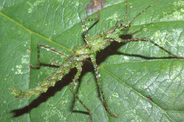 Brockphasma spinifemoralisIMG_3531