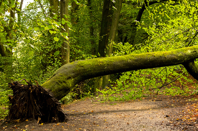 Tree Down