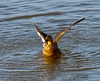 Mallard