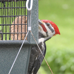 Pileated Woodpecker