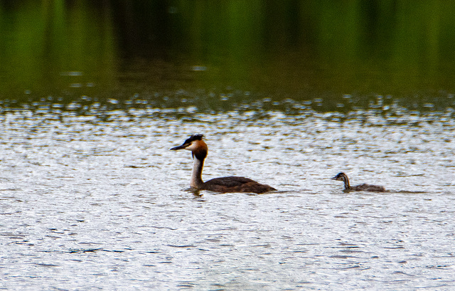 Great crested grebe with chick