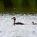 Great crested grebe with chick