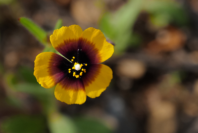 Tuberaria guttata, Malvales