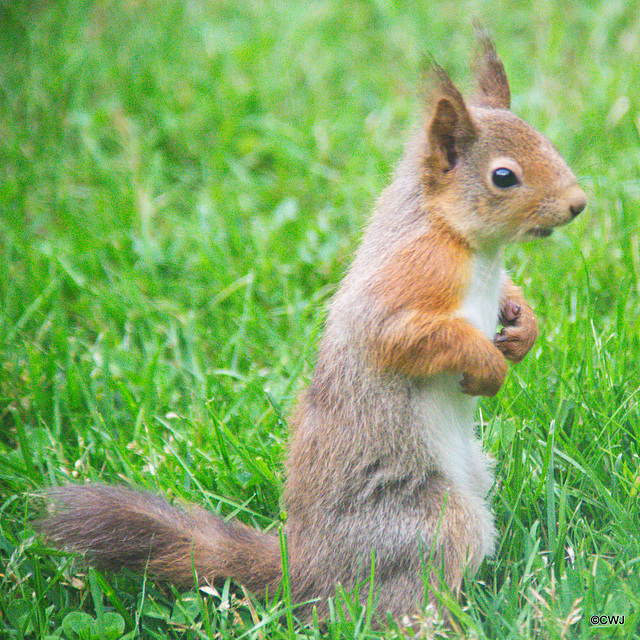 Breakfast time for the youngster