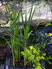 20210609 0802CPw [D~LIP] Wasserpflanzen, Bad Salzuflen
