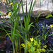 20210609 0802CPw [D~LIP] Wasserpflanzen, Bad Salzuflen