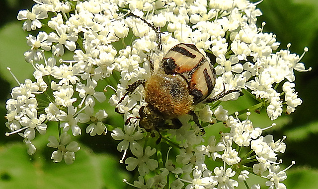 20210627 1174CPw [D~LIP] Möhre (Daucus carota), Pinselkäfer (Trichius fasciatus), Bad Salzuflen