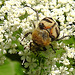 20210627 1174CPw [D~LIP] Möhre (Daucus carota), Pinselkäfer (Trichius fasciatus), Bad Salzuflen