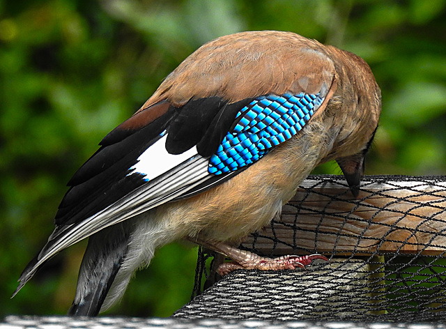 20210705 1321CPw [D~LIP] Eichelhäher (Garrulus glandarius), Bad Salzuflen