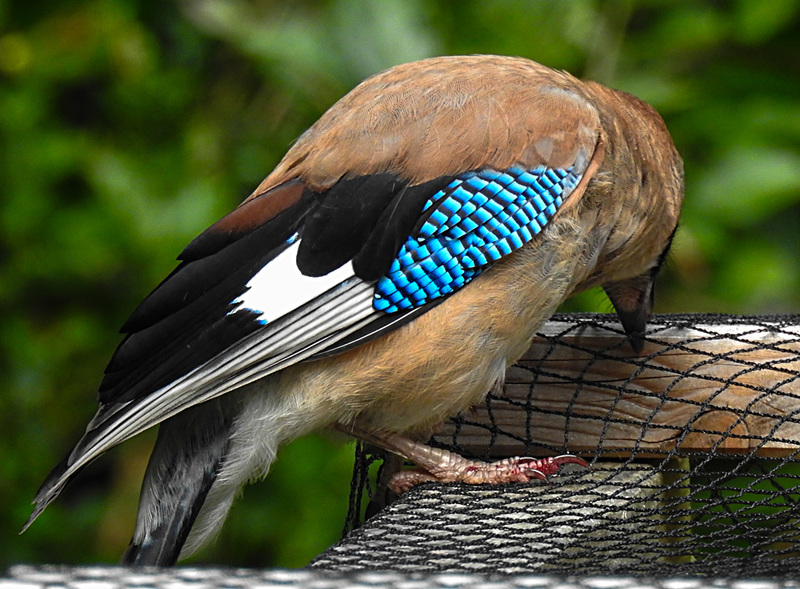 20210705 1321CPw [D~LIP] Eichelhäher (Garrulus glandarius), Bad Salzuflen