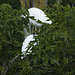 IMG 1858 Egrets