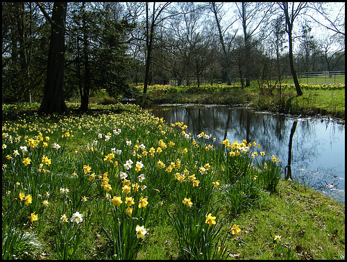 daffs by a Magdalen stream