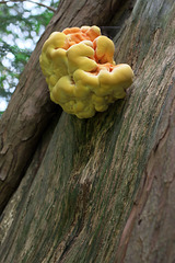 Brainy fungus at Croome Park