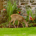 So now we know who is eating the plants in the garden!